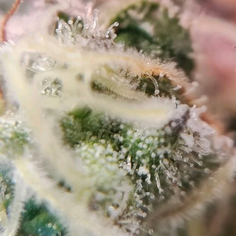 Dos Si Dos 33 growlog timeline photo