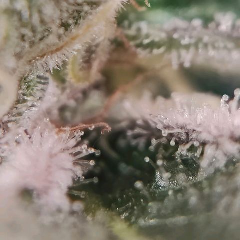 Dos Si Dos 33 growlog timeline photo