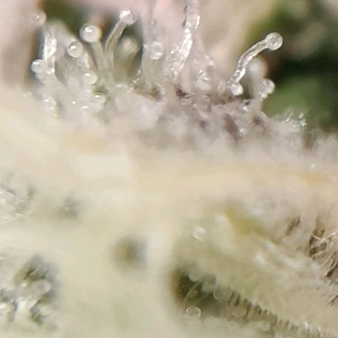 Dos Si Dos 33 growlog timeline photo