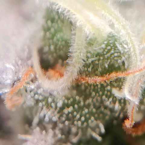 Dos Si Dos 33 growlog timeline photo