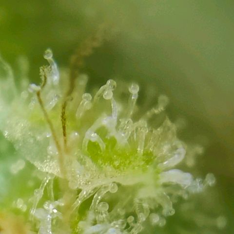 Dos Si Dos 33 growlog timeline photo
