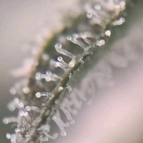 Dos Si Dos 33 growlog timeline photo