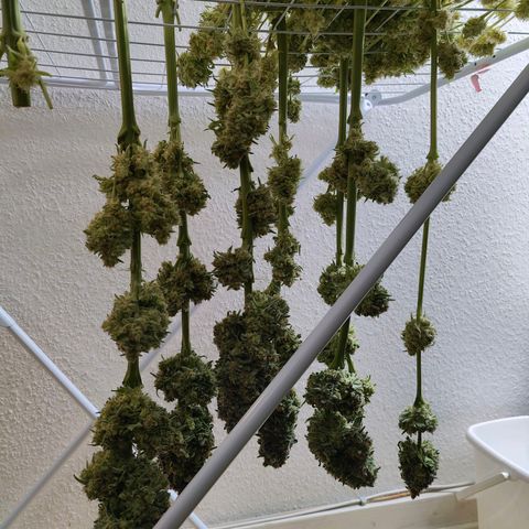 Dos Si Dos 33 growlog timeline photo
