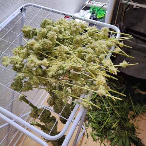 Dos Si Dos 33 growlog timeline photo