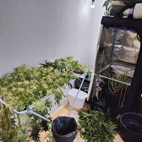Dos Si Dos 33 growlog timeline photo