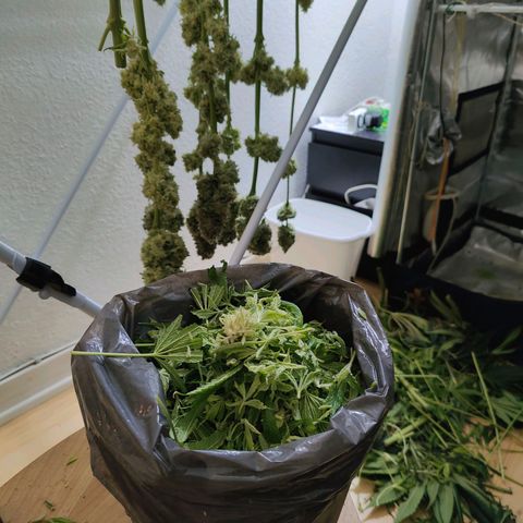 Dos Si Dos 33 growlog timeline photo