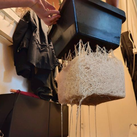 Dos Si Dos 33 growlog timeline photo