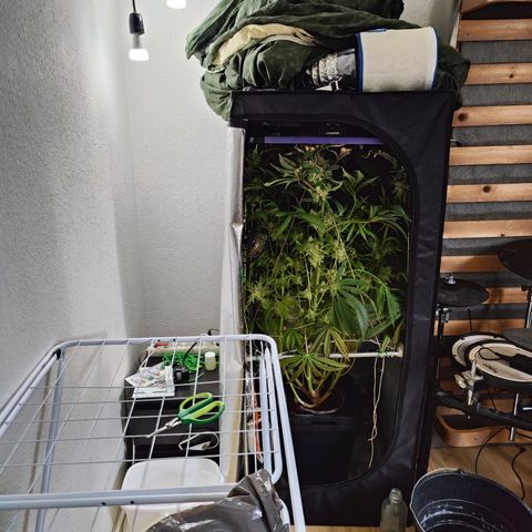 Dos Si Dos 33 growlog timeline photo
