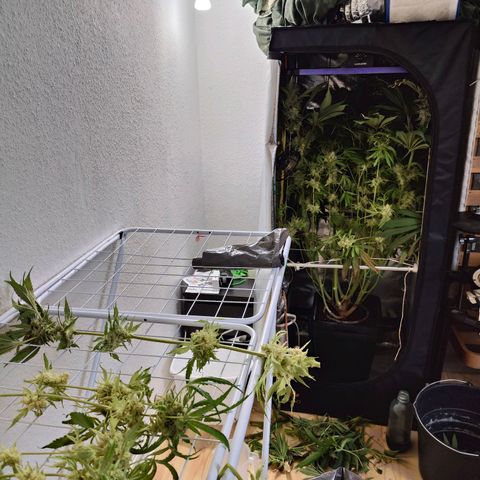 Dos Si Dos 33 growlog timeline photo