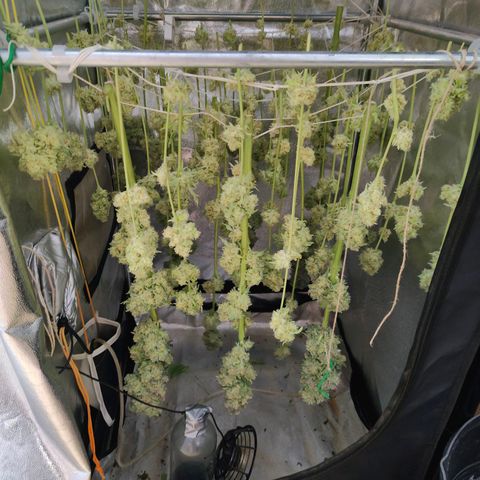 Dos Si Dos 33 growlog timeline photo