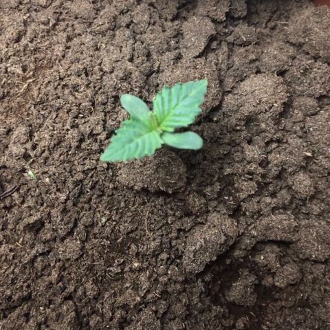 C99 growlog timeline photo