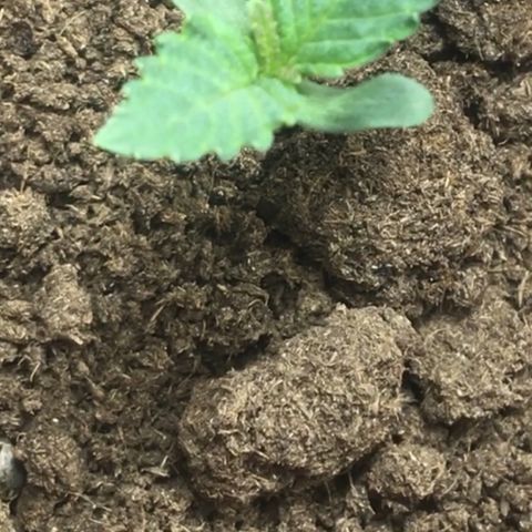 C99 growlog timeline photo