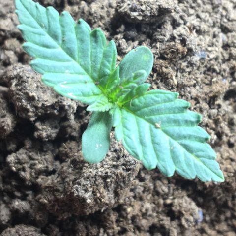 C99 growlog timeline photo