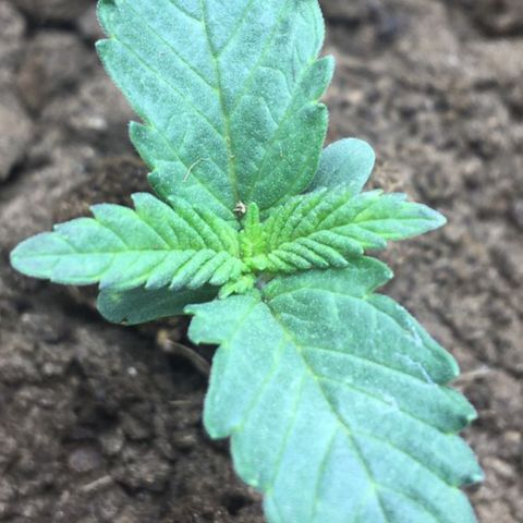 C99 growlog timeline photo