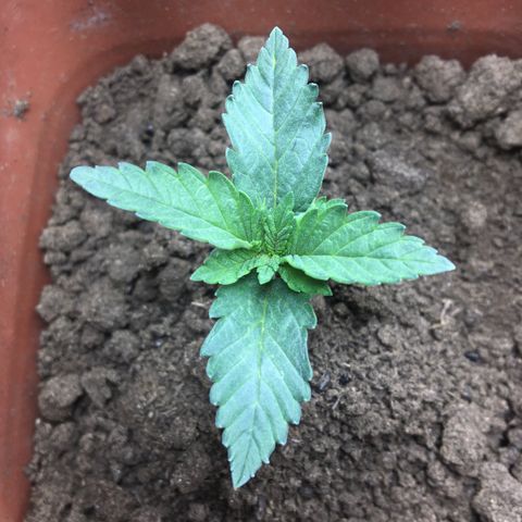 C99 growlog timeline photo