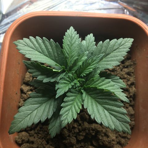C99 growlog timeline photo