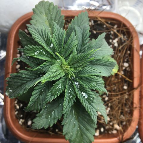 C99 growlog timeline photo
