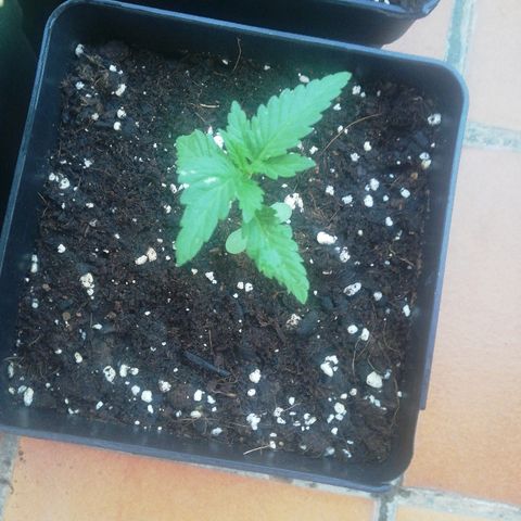 Black Jack  #1 growlog timeline photo