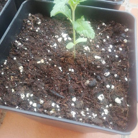 Black Jack  #1 growlog timeline photo