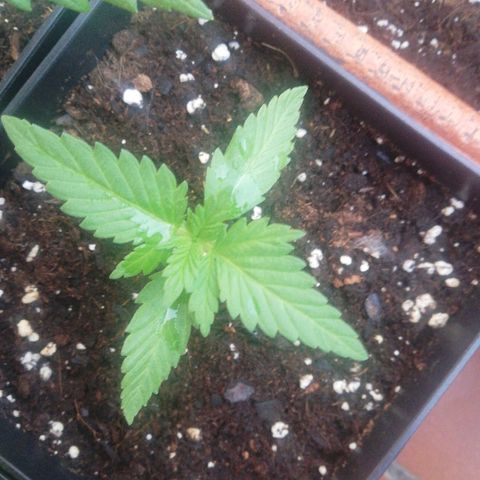 Black Jack  #2 growlog timeline photo