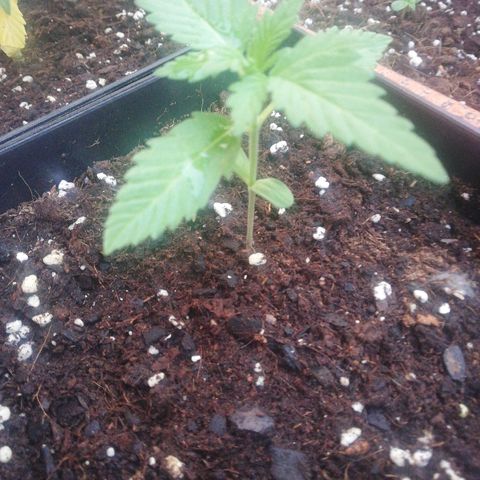 Black Jack  #2 growlog timeline photo