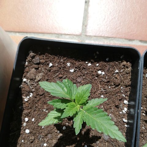 Black Jack  #1 growlog timeline photo