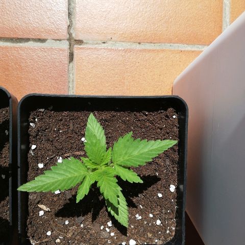 Black Jack  #2 growlog timeline photo