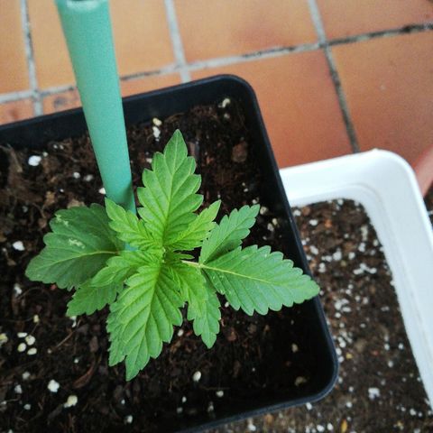 Black Jack  #1 growlog timeline photo