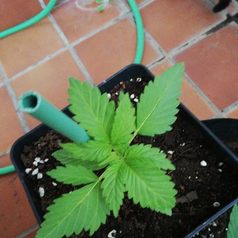 Black Jack  #2 growlog timeline photo