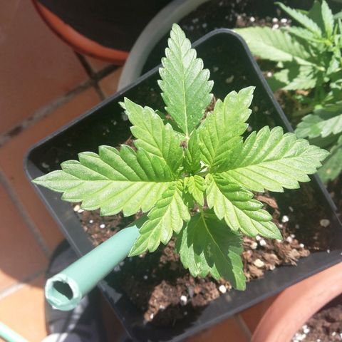 Black Jack  #1 growlog timeline photo