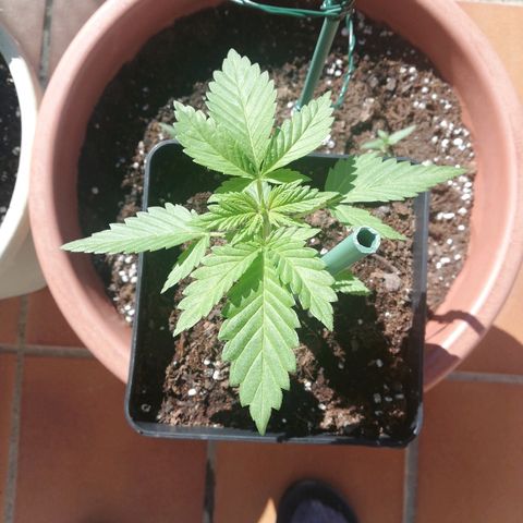 Black Jack  #2 growlog timeline photo