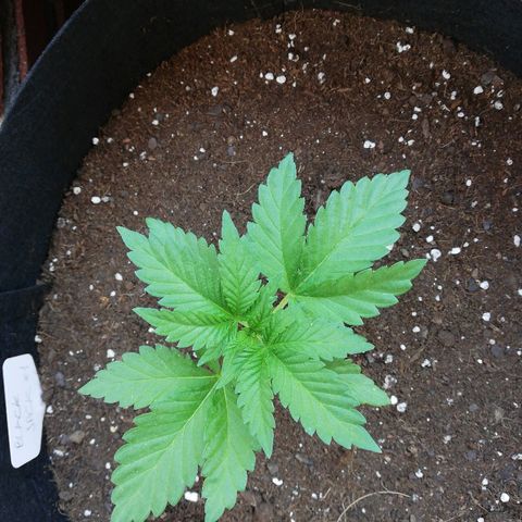 Black Jack  #1 growlog timeline photo