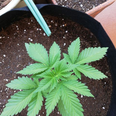 Black Jack  #2 growlog timeline photo