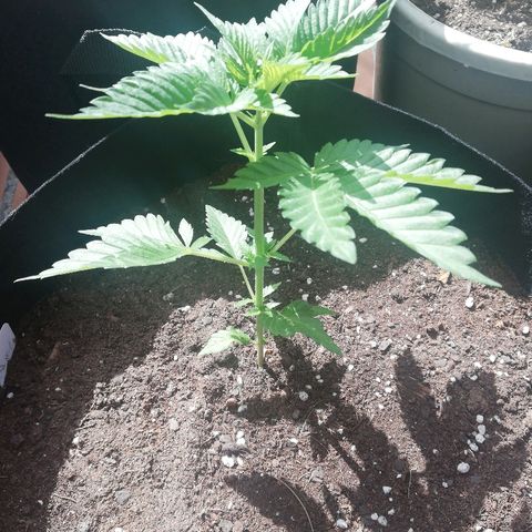 Black Jack  #1 growlog timeline photo