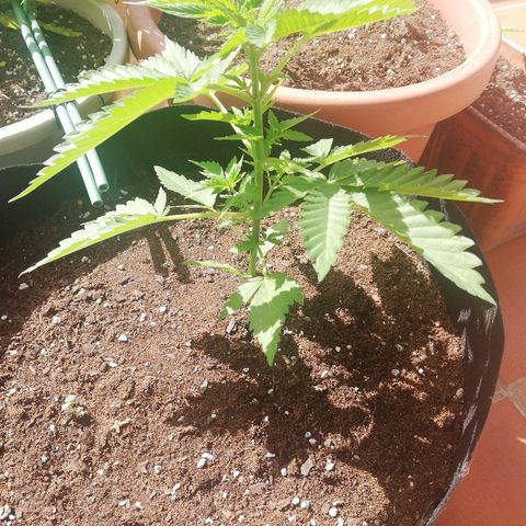 Black Jack  #2 growlog timeline photo