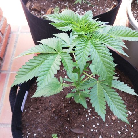 Black Jack  #1 growlog timeline photo