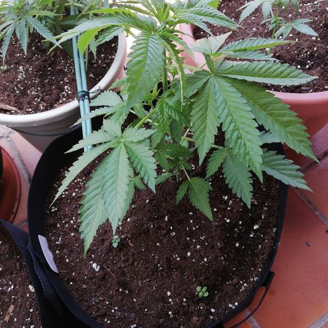 Black Jack  #2 growlog timeline photo