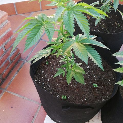 Black Jack  #1 growlog timeline photo