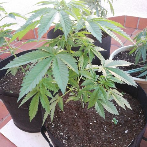 Black Jack  #2 growlog timeline photo