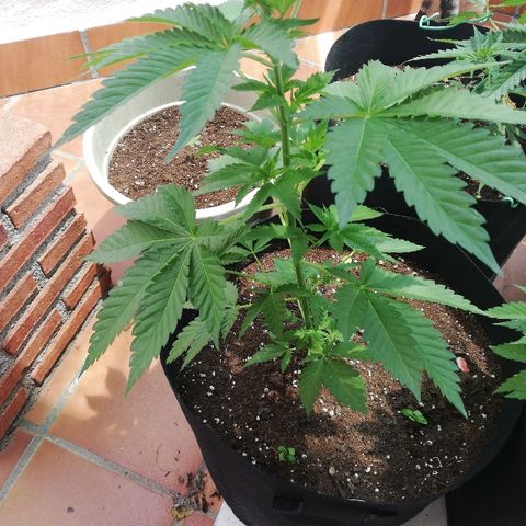 Black Jack  #1 growlog timeline photo