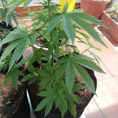 Black Jack  #2 growlog photo: 50cm