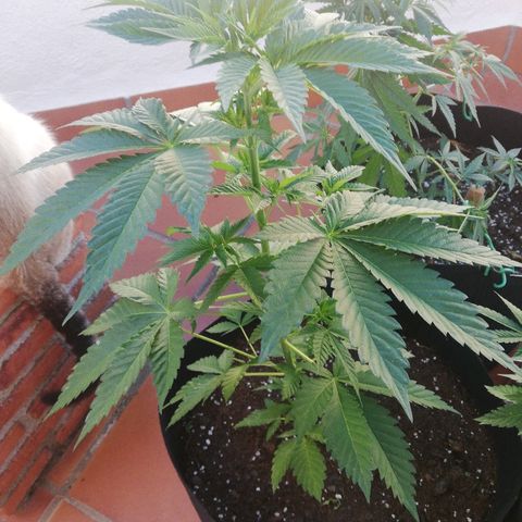 Black Jack  #1 growlog timeline photo