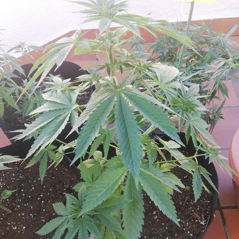 Black Jack  #2 growlog timeline photo