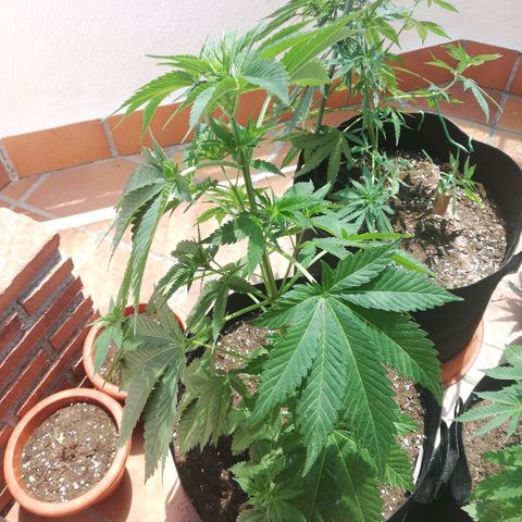 Black Jack  #1 growlog timeline photo