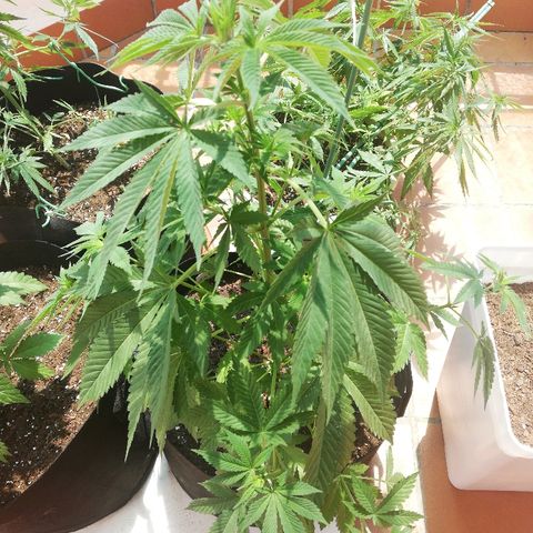 Black Jack  #2 growlog photo: 60cm