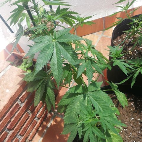 Black Jack  #1 growlog timeline photo