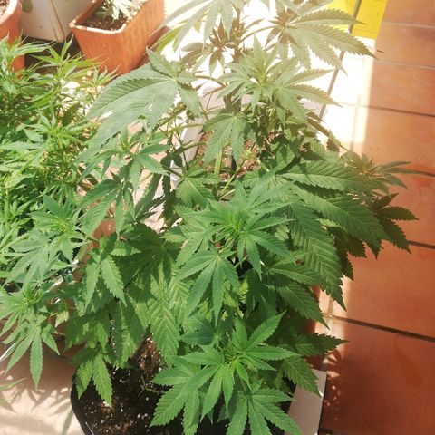 Black Jack  #2 growlog timeline photo