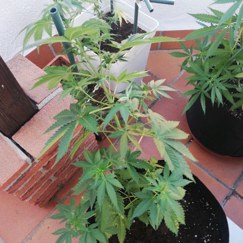 Black Jack  #1 growlog timeline photo