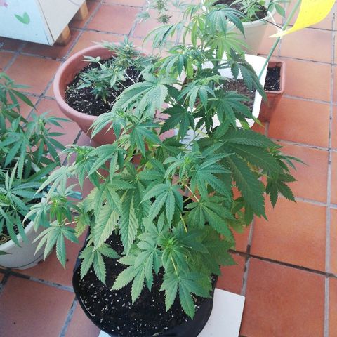 Black Jack  #2 growlog timeline photo