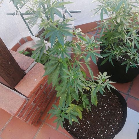 Black Jack  #1 growlog timeline photo